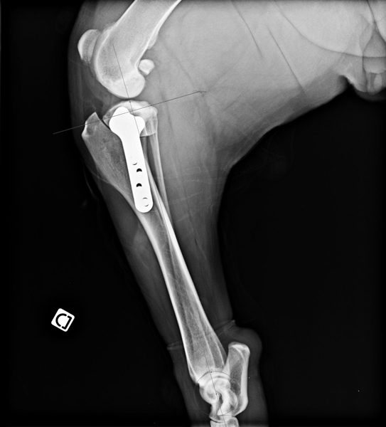 chirurgie TPLO veterinaire Annecy