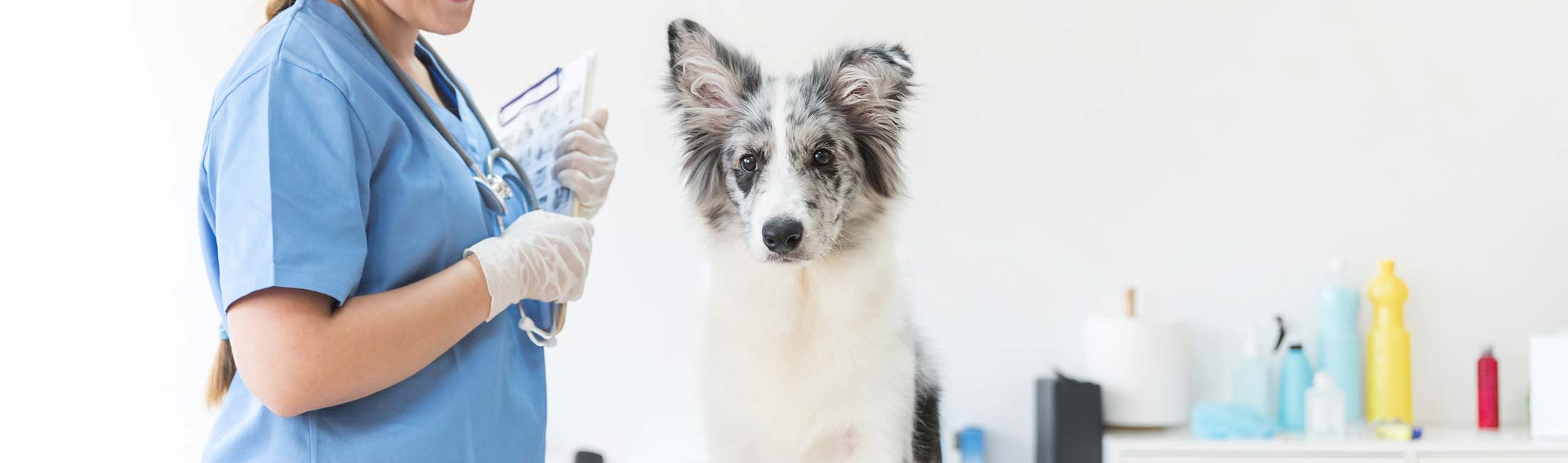 clinique veterinaire annecy