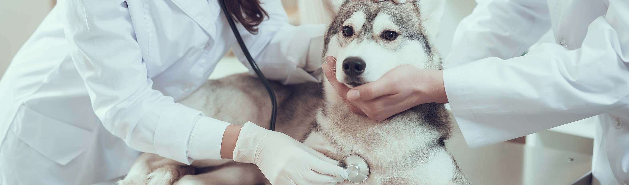 veterinaire husky annecy